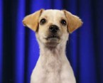 puppybowl2012