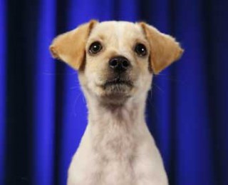 puppybowl2012