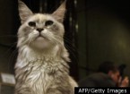 s-LIBERAL-CAT-large