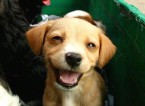 smiley puppy