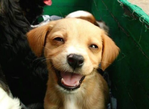 smiley puppy