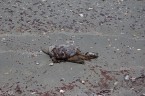 Whiskey-Is-Beach-dead-turtle-051210
