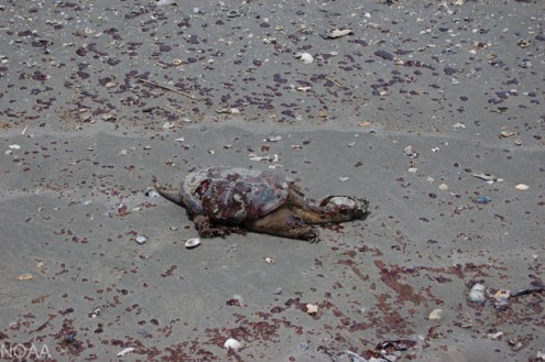 Whiskey-Is-Beach-dead-turtle-051210