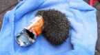 hedgehog